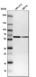 Western blot analysis in mouse cell line NIH-3T3 and rat cell line NBT-II.