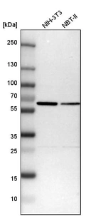 Western blot analysis in mouse cell line NIH-3T3 and rat cell line NBT-II.