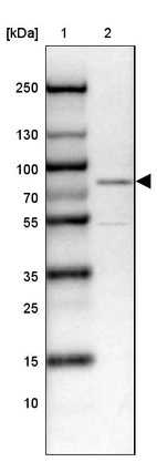Lane 1: Marker [kDa] 250, 130, 100, 70, 55, 35, 25, 15, 10_br/_Lane 2: Human cell line HEL