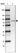 Anti-WASF1 Antibody