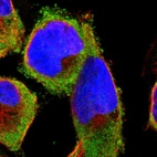 Anti-RPS29 Antibody