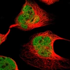 Immunofluorescent staining of human cell line U-2 OS shows localization to nucleoplasm.