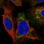 Immunofluorescent staining of human cell line U-2 OS shows localization to cytosol.