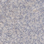 Immunohistochemical staining of human pancreas shows very weak positivity in exocrine glandular cells.