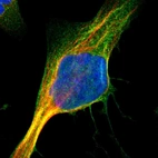 Immunofluorescent staining of human cell line U-2 OS shows localization to plasma membrane & cytosol.