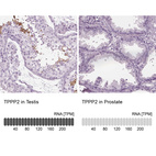 Anti-TPPP2 Antibody