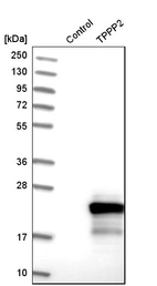 Western blot analysis in control (vector only transfected HEK293T lysate) and tPPP2 over-expression lysate (Co-expressed with a C-terminal myc-DDK tag (~3.1 kDa) in mammalian HEK293T cells, LY406282).