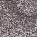 Anti-CTCF Antibody