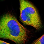 Immunofluorescent staining of human cell line U-2 OS shows localization to cytosol.