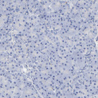 Anti-PLP1 Antibody