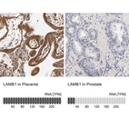 Anti-LAMB1 Antibody