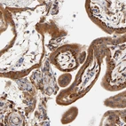 Immunohistochemical staining of human placenta shows high expression.
