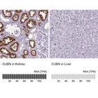 Anti-CUBN Antibody