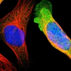 Immunofluorescent staining of human cell line U-2 OS shows localization to cytosol.