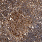 Anti-RPL14 Antibody