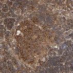 Anti-RPL14 Antibody