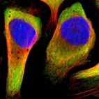 Immunofluorescent staining of human cell line U-2 OS shows localization to cytosol & endoplasmic reticulum.