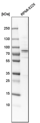 Western blot analysis in human cell line RPMI-8226.