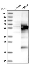 Western blot analysis in control (vector only transfected HEK293T lysate) and RBM23 over-expression lysate (Co-expressed with a C-terminal myc-DDK tag (~3.1 kDa) in mammalian HEK293T cells, LY413294).