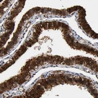 Immunohistochemical staining of human fallopian tube shows strong cytoplasmic positivity in glandular cells.