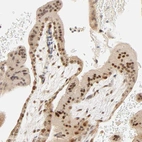 Anti-TAF10 Antibody