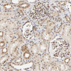 Immunohistochemical staining of human kidney shows moderate nuclear/cytoplasmic positivity in cells in tubules and cells in glomeruli.
