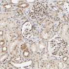 Immunohistochemical staining of human kidney shows moderate nuclear/cytoplasmic positivity in cells in tubules and cells in glomeruli.