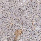 Immunohistochemical staining of human pancreas shows weak nuclear/cytoplasmic positivity in exocrine glandular cells and endocrine glandular cells.