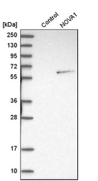 Western blot analysis in control (vector only transfected HEK293T lysate) and NOVA1 over-expression lysate (Co-expressed with a C-terminal myc-DDK tag (~3.1 kDa) in mammalian HEK293T cells, LY400898).