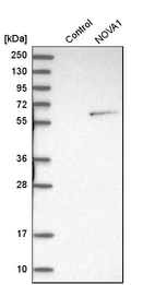 Western blot analysis in control (vector only transfected HEK293T lysate) and NOVA1 over-expression lysate (Co-expressed with a C-terminal myc-DDK tag (~3.1 kDa) in mammalian HEK293T cells, LY400898).