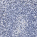 Immunohistochemical staining of human tonsil shows no positivity in non-germinal center cells as expected.