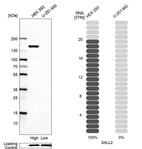 Western blot analysis in human cell lines HEK293 and U-251MG using Anti-SALL2 antibody. Corresponding SALL2 RNA-seq data are presented for the same cell lines. Loading control: Anti-PFN1.