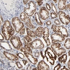 Immunohistochemical staining of human kidney shows high expression.