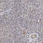 Immunohistochemical staining of human pancreas shows low expression as expected.