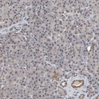 Immunohistochemical staining of human pancreas shows low expression as expected.