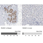 Anti-RUNX1 Antibody