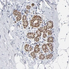 Immunohistochemical staining of human breast shows moderate to strong nuclear positivity in glandular cells.