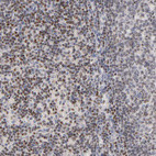 Anti-RUNX1 Antibody