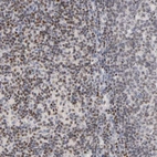 Immunohistochemical staining of human lymphoid tissues shows moderate to strong nuclear positivity in non-germinal center cells.
