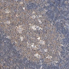 Immunohistochemical staining of human lymph node shows moderate cytoplasmic positivity in germinal center cells.