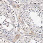 Immunohistochemical staining of human testis shows weak cytoplasmic positivity in Leydig cells.