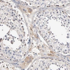 Immunohistochemical staining of human testis shows weak cytoplasmic positivity in Leydig cells.
