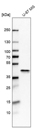Western blot analysis in human cell line U-87 MG.