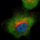 Immunofluorescent staining of human cell line U-251 MG shows localization to cytosol.