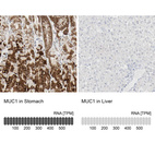 Anti-MUC1 Antibody