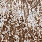 Immunohistochemical staining of human stomach shows strong cytoplasmic positivity in glandular cells.