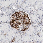 Immunohistochemical staining of human Kidney shows strong cytoplasmic positivity in cells in glomeruli.