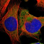 Immunofluorescent staining of human cell line U-2 OS shows localization to cytosol.