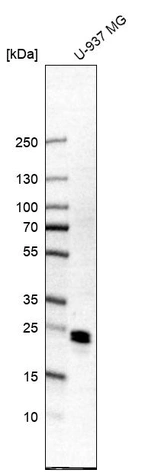 Western blot analysis in human cell line U-937 MG.
