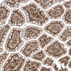 Immunohistochemical staining of human small intestine shows strong nuclear positivity in glandular cells.